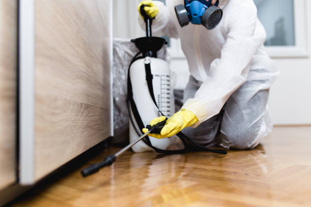 Best Local Pest Control Services  in Big Bear Lake, CA
