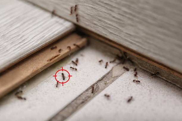 Best Termite Control Services  in Big Bear Lake, CA