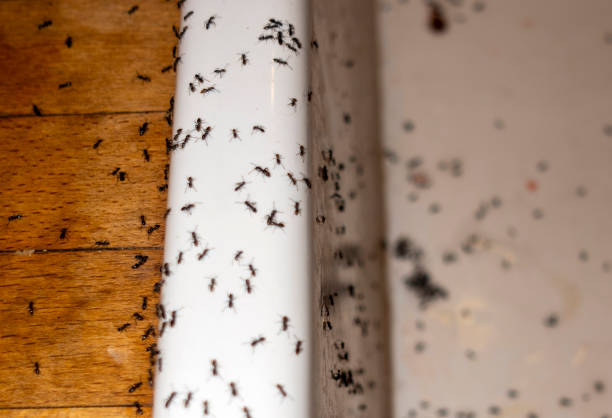 Trusted Big Bear Lake, CA Pest Control Experts