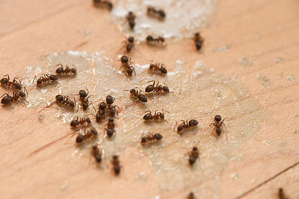 Best Mosquito Control Services  in Big Bear Lake, CA