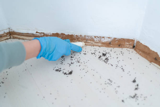 Best Termite Control Services  in Big Bear Lake, CA