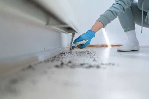 Best Insect Control  in Big Bear Lake, CA